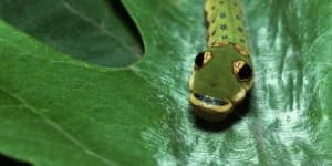 Sample 5 – Caterpillar