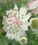 Sample 3 – Flowers