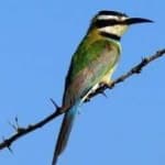 Sample 4 – White throated bee eater