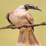 Sample 4 – Noisy friarbird