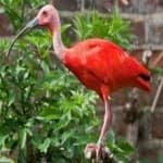 Sample 2 – Scarlet ibis