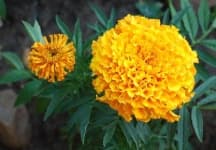 Sample 1 – Marigold