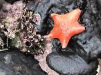 Sample 1 – Rocky shore