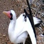Sample 4 – Masked booby