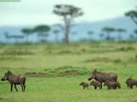 Sample 3 – Warthog
