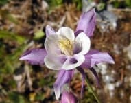 Sample 4 – Columbine