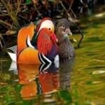 Sample 5 – Mandrin duck