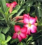 Sample 4 – Desert rose