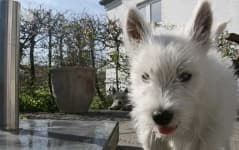 Sample 5 – Scottish terrier