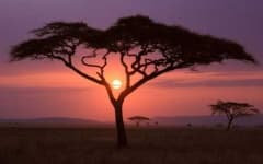 Sample 2 – Savanna