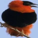 Sample 4 – Northern red bishop