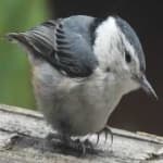 Sample 2 – Crested nuthatch