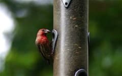 Sample 5 – House finch
