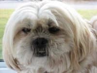 Sample 4 – Lhasa