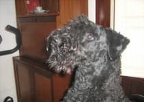 Sample 6 – Kerry blue terrier