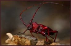 Sample 1 – Long horned beetle