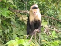 Sample 3 – Capuchin