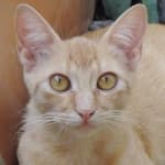 Sample 5 – Cat face
