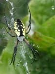 Sample 3 – Black and gold garden spider