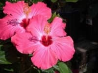Sample 4 – Hibiscus