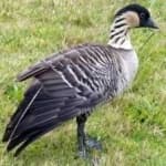 Sample 4 – Hawaiian goose