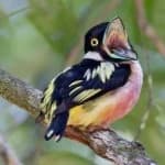 Sample 3 – Black yellow broadbill
