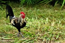 Sample 4 – Cock