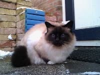 Sample 6 – Birman