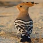 Sample 6 – Hoopoes