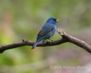 Sample 2 – Indigo bunting