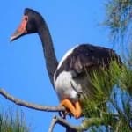 Sample 1 – Magpie goose