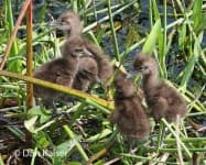 Sample 4 – Limpkin