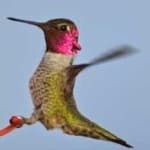 Sample 4 – Annas hummingbird