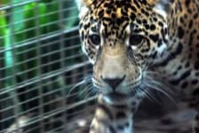 Sample 2 – Jaguar