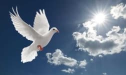 Sample 2 – Dove