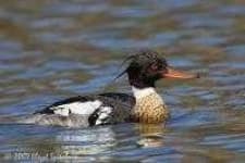 Sample 1 – Red breasted merganser