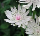 Sample 2 – Flowers