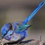 Sample 6 – Splendid wren