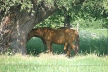 Sample 6 – Horse