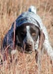 Sample 3 – German shorthaired