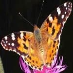 Sample 6 – Painted butterfly