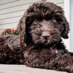 Sample 4 – Labradoodle