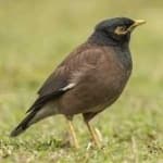 Sample 4 – Myna