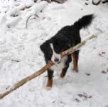Sample 1 – Bernese mountain dog