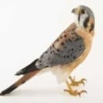 Sample 5 – American kestrel