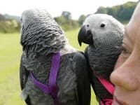 Sample 4 – African grey