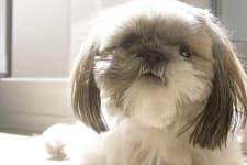 Sample 3 – Shih tzu