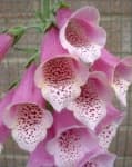 Sample 2 – Foxglove