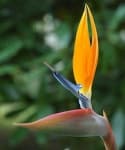 Sample 2 – Bird of paradise flower
