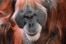Sample 2 – Orangutan